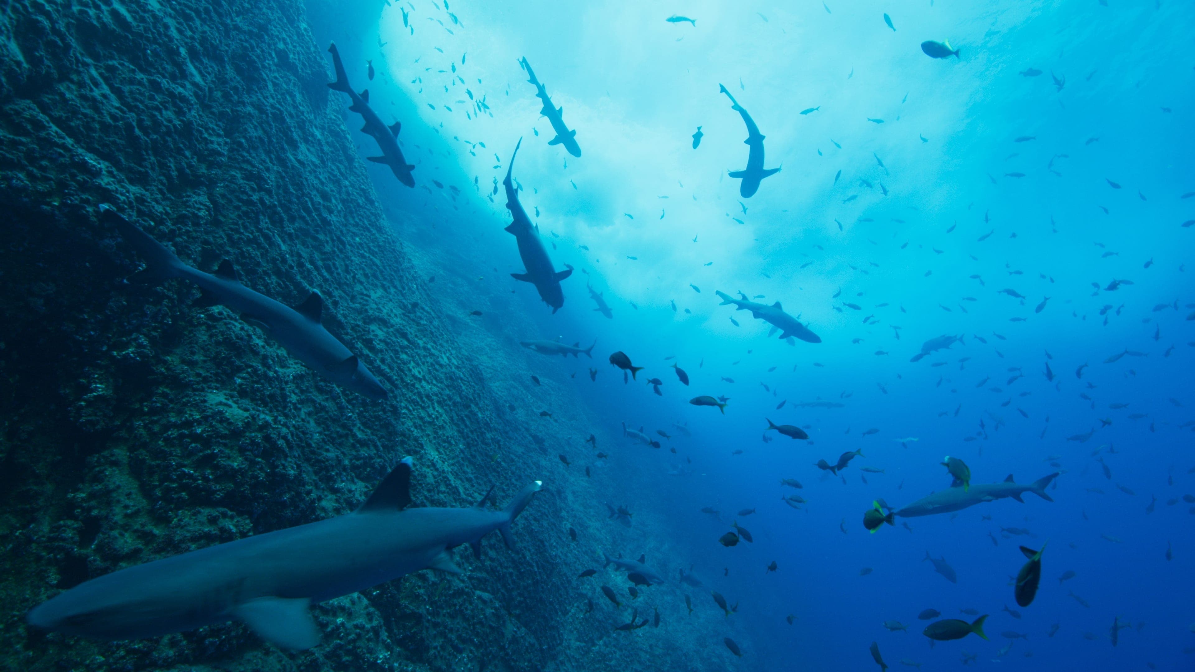 Pano de fundo do filme Nossos Oceanos